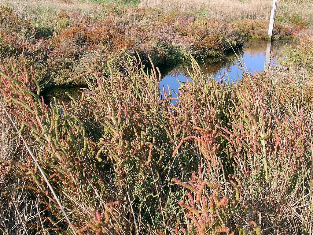 Salicornia sp. da identificare